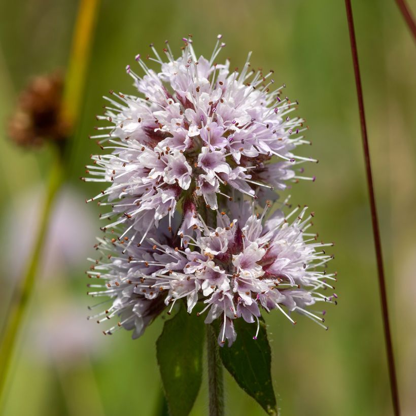 Mentha aquatica - Menta d'acqua (Flowering)