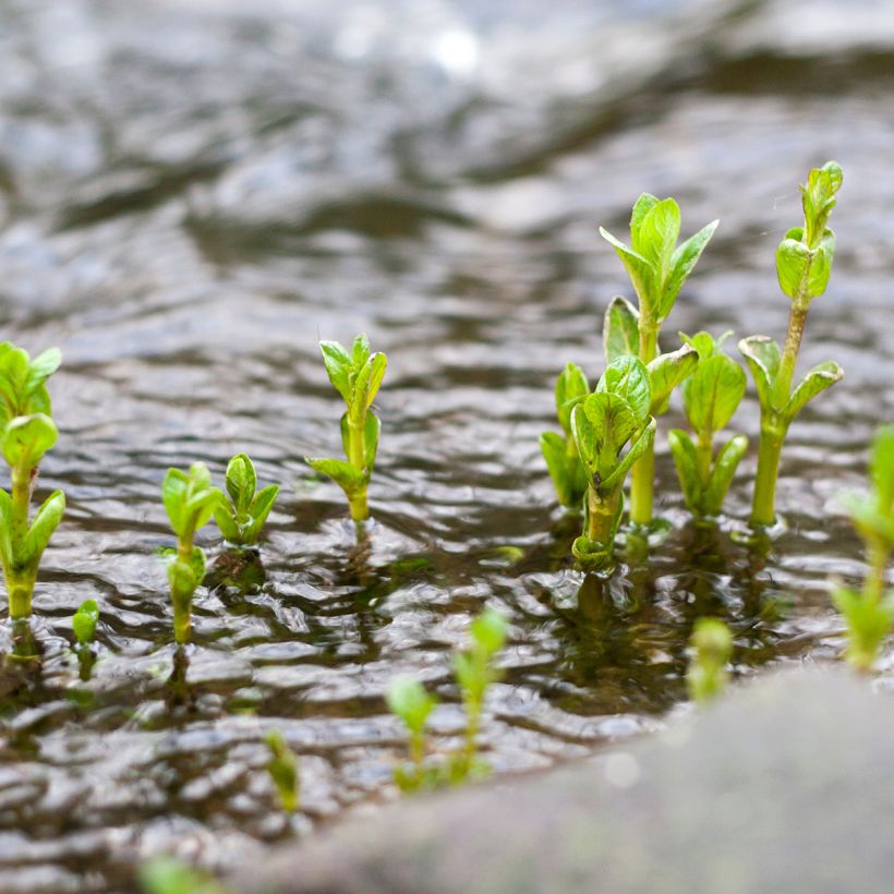 Mentha aquatica - Menta d'acqua (Plant habit)