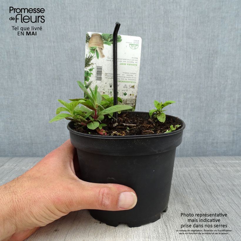 Mentha arvensis Banana - Menta campestre Vaso da 1,5L/2L esemplare consegnato in primavera