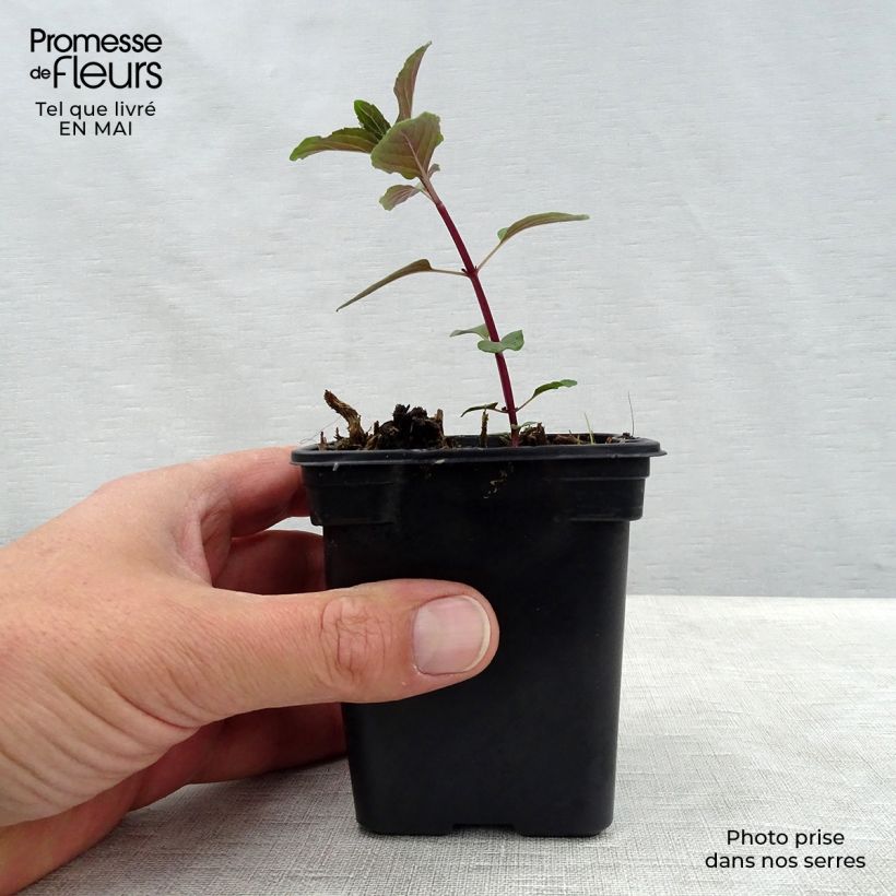 Example of Mentha piperita schocominze - Menta piperita Vasetto da 8/9 cm as you get in printemps