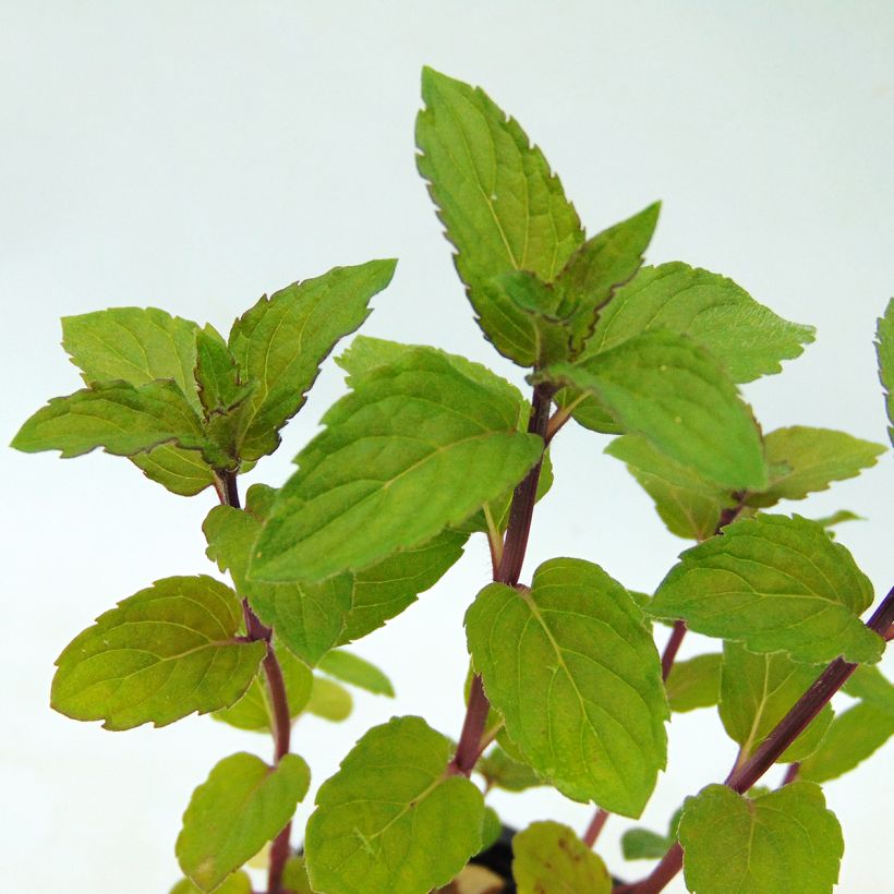 Mentha piperita schocominze - Menta piperita (Foliage)