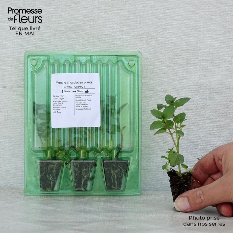 Example of Menthe chocolat en plants Mini-motte 3 cm as you get in printemps