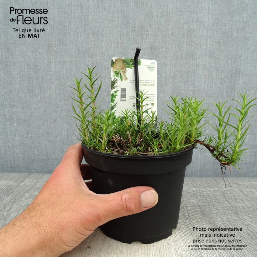 Mentha cervina - Menta cervina Vaso da 1,5L/2L esemplare consegnato in primavera