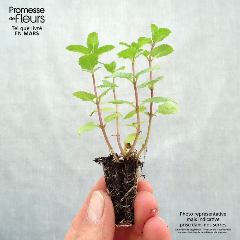 Mentha espagnole Bio - Menta mini zolla... esemplare consegnato in primavera