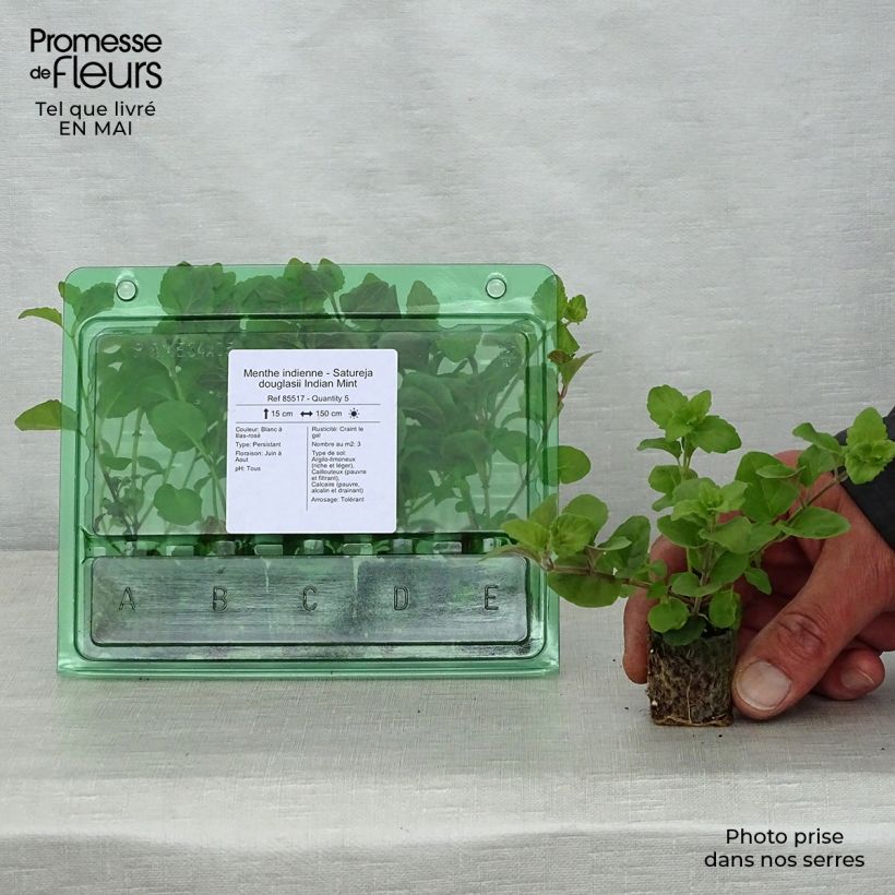 Satureja douglasii Indian Mint - Yerba buena mini zolla... esemplare consegnato in primavera