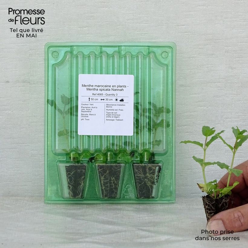 Mentastro verde Nannah (piante) mini zolla... esemplare consegnato in primavera