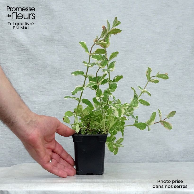 Mentha suaveolens Variegata - Menta a foglie rotonde Vasetto da 8/9 cm esemplare consegnato in primavera