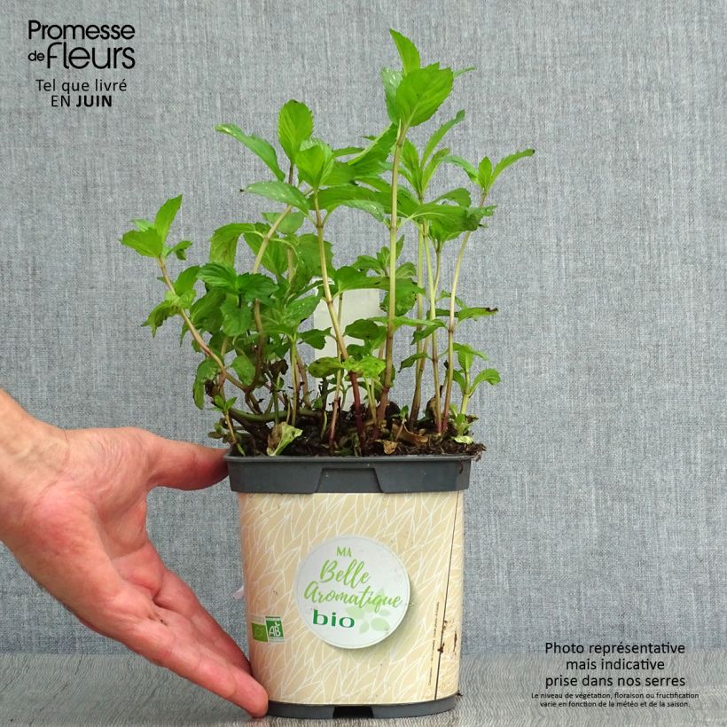 Esemplare di Mentha piperita Bio (piante) - Menta piperita Vasetto da 7/8 cm consegnato in estate