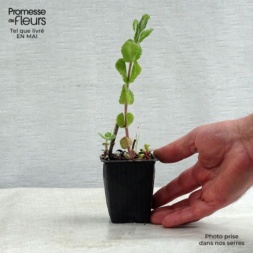 Example of Mentha suaveolens Applefruit - Menta a foglie rotonde Vasetto da 8/9 cm as you get in printemps