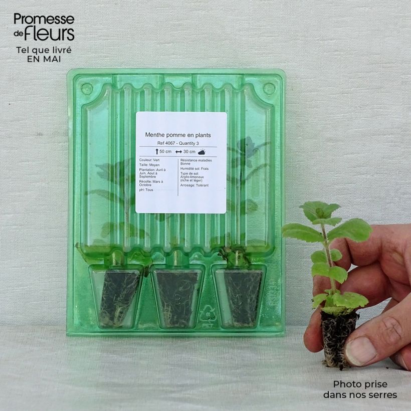 Example of Mentha suaveolens Applefruit - Menta a foglie rotonde mini zolla... as you get in printemps