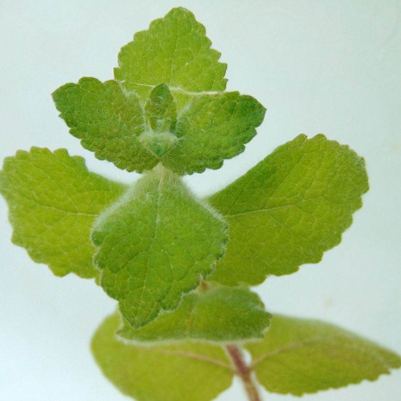 Mentha suaveolens Bio - Menta a foglie rotonde (Foliage)
