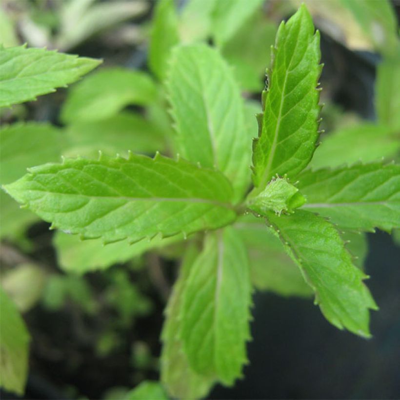 Mentha suriso Bio - Menta (Foliage)