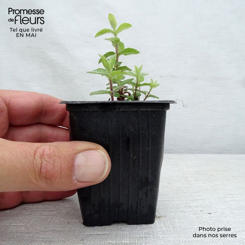 Example of Mentha tomentosa Bio - Menta Vasetto da 8/9 cm as you get in printemps