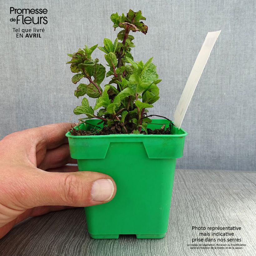 Example of Mentastro verde Hollywood Vaso da Ø 10 cm/11 cm as you get in printemps