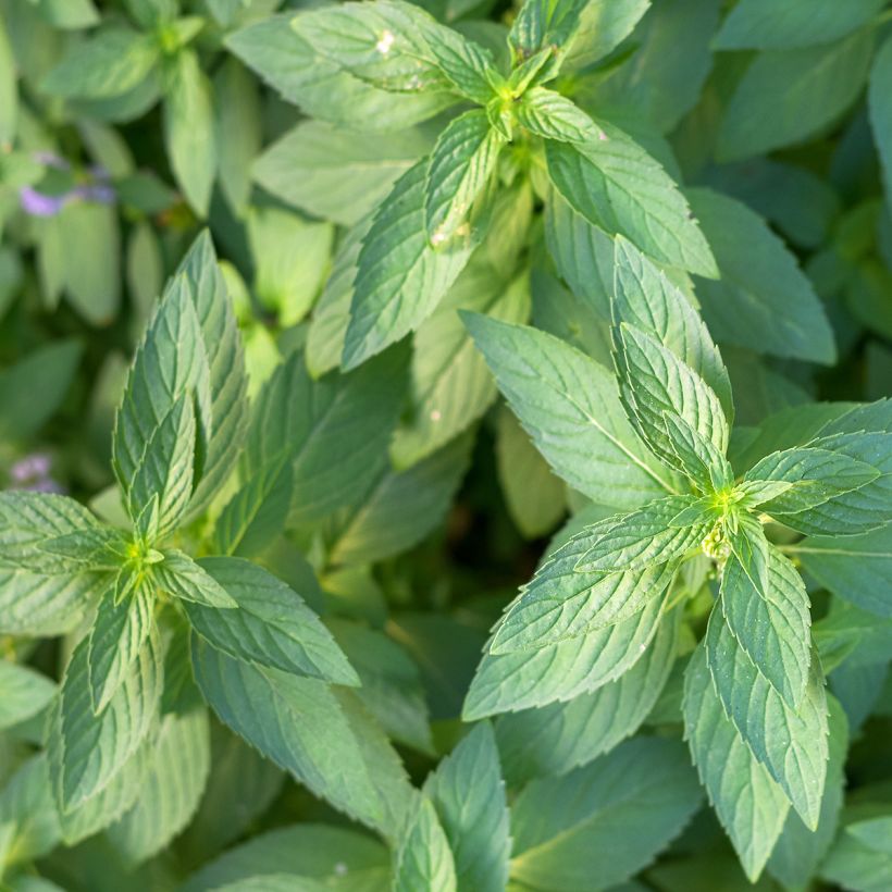 Mentha arvensis - Menta campestre (Fogliame)