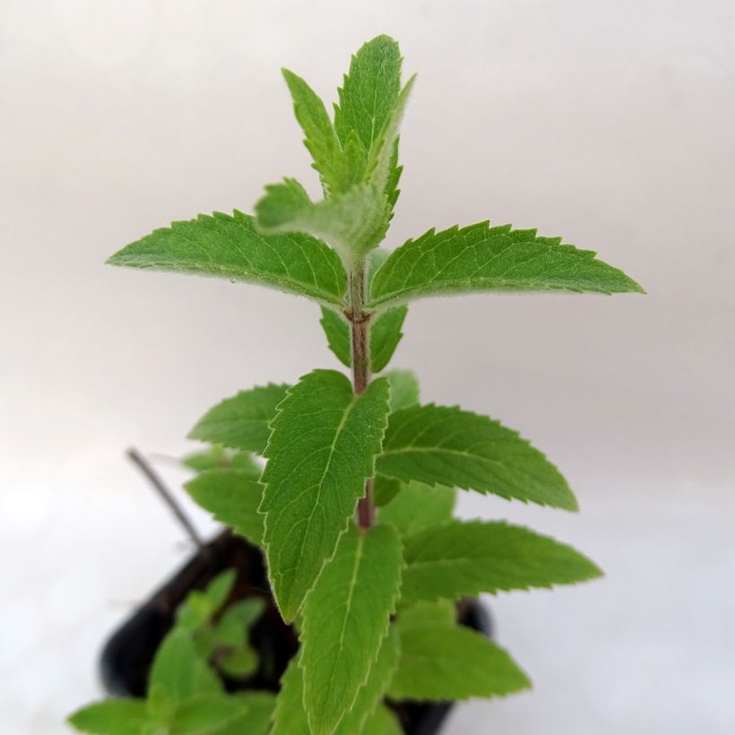 Mentha smithiana rubra Bio - Menta (Foliage)