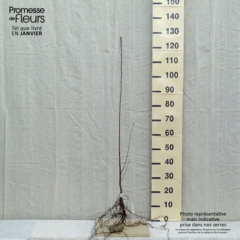 Ciliegio - Prunus avium Piante piccole a radice nuda esemplare consegnato in inverno