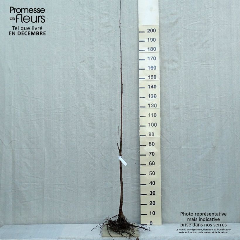 Ciliegio - Prunus avium Piante piccole a radice nuda esemplare consegnato in inverno