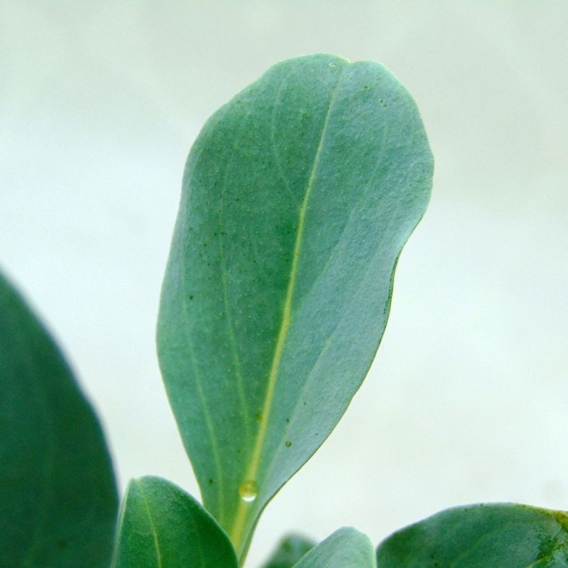 Mertensia maritima - Erba ostrica (Foliage)