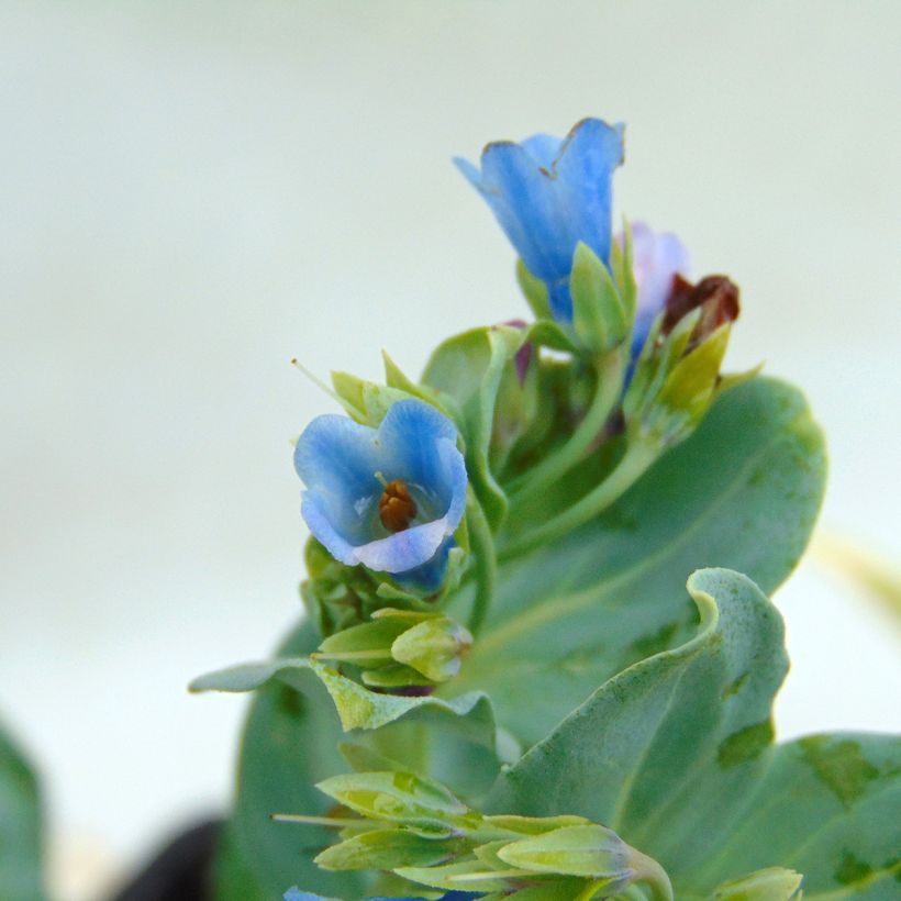 Mertensia maritima - Erba ostrica (Flowering)