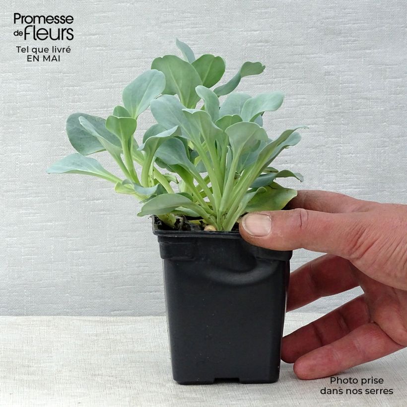 Mertensia maritima BIO - Ostrica vegetale in vasetto esemplare consegnato in primavera