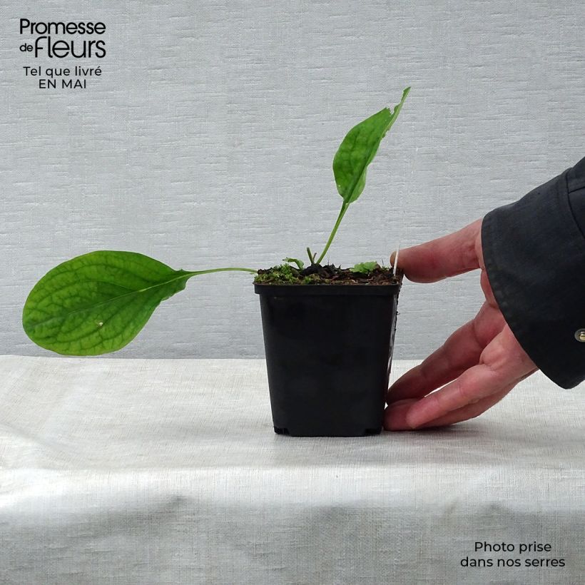 Example of Mertensia virginica Vasetto da 8/9 cm as you get in printemps