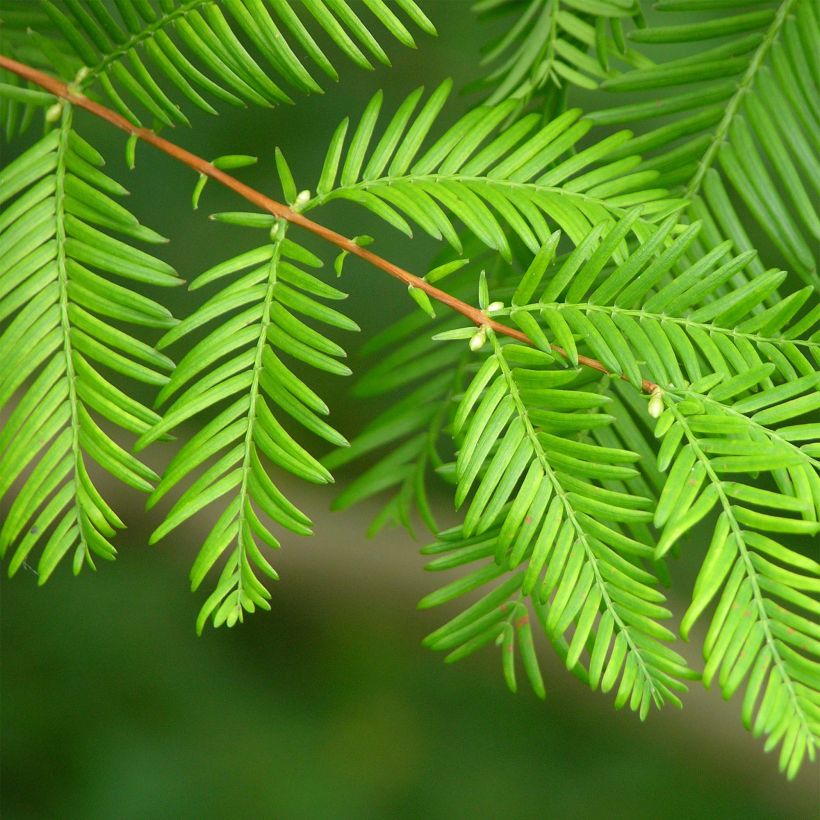 Metasequoia glyptostroboides - Abete d'acqua (Foliage)
