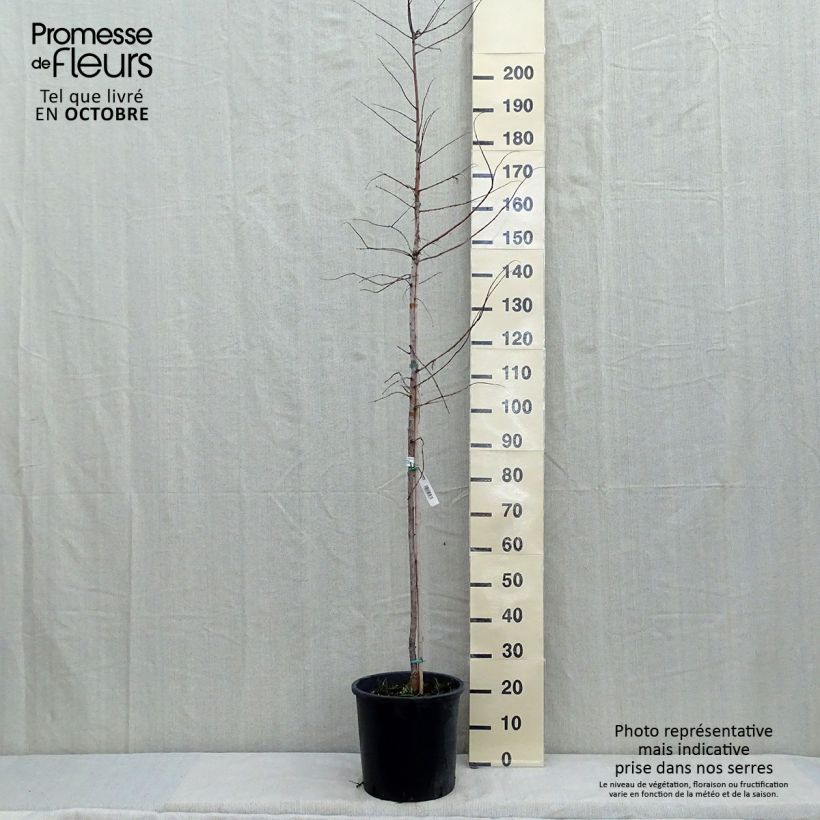 Esemplare di Metasequoia glyptostroboides Gold Rush Vaso da 12L/15L come consegnato in autunno