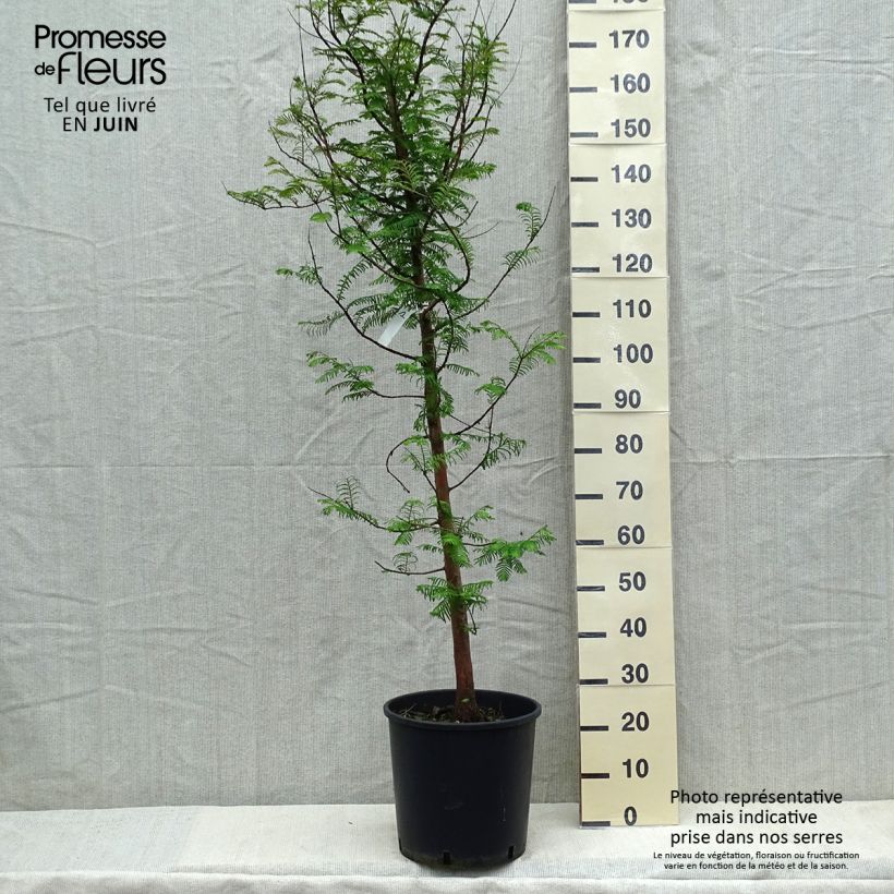 Example of Metasequoia glyptostroboides - Abete d'acqua Vaso da 18L/20L as you get in printemps
