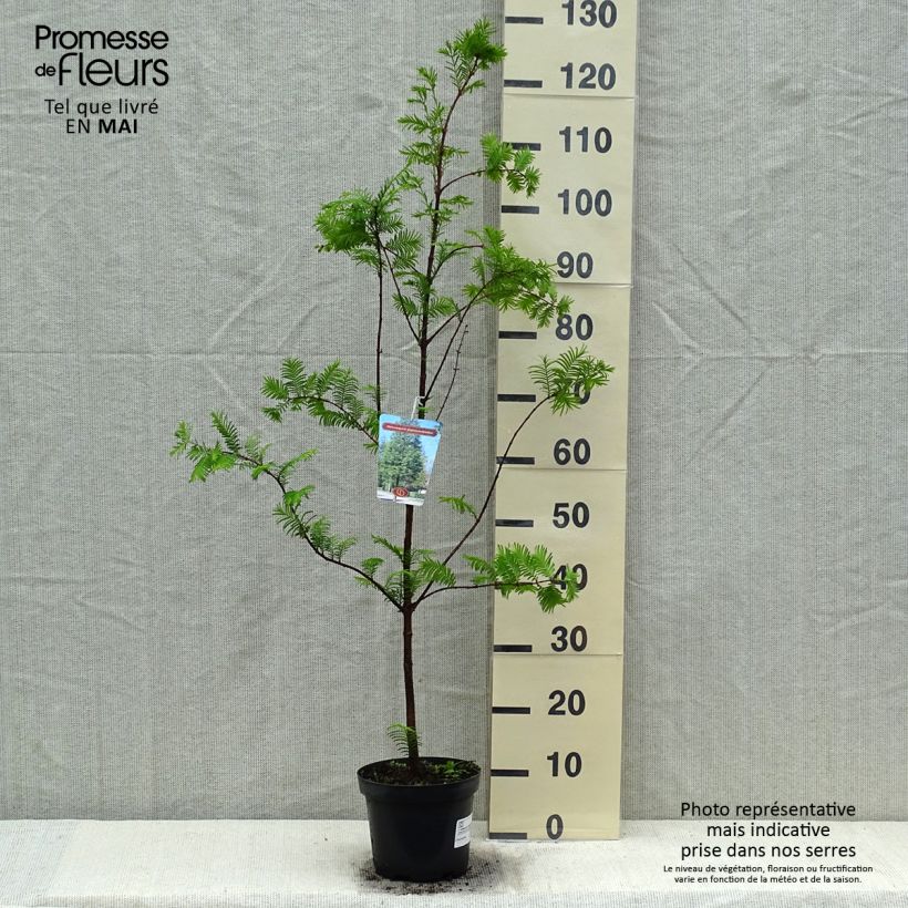 Example of Metasequoia glyptostroboides - Abete d'acqua Vaso da 3L/4L as you get in printemps
