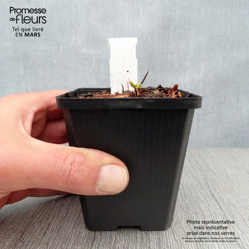 Example of Meum athamanticum - Finocchiello Vasetto da 8/9 cm as you get in printemps