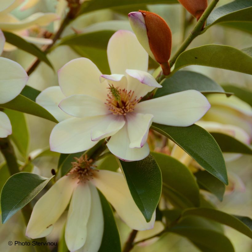 Magnolia Fairy Lime (Fioritura)