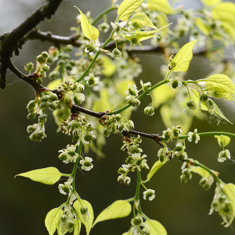 Celtis occidentalis - Bagolaro occidentale (Fioritura)