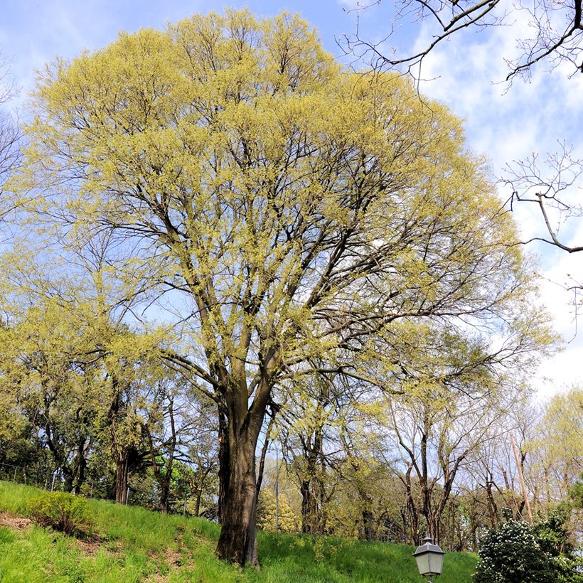 Celtis occidentalis - Bagolaro occidentale (Porto)
