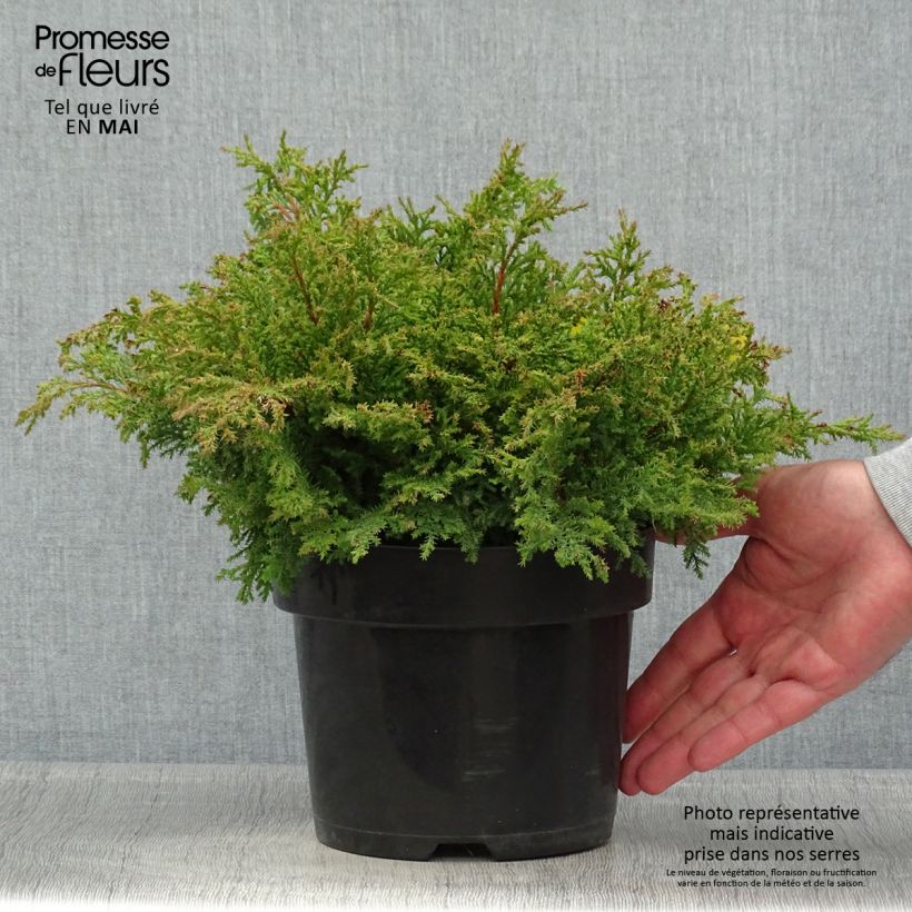 Microbiota decussata Fuzzball Vaso da 2L/3L esemplare consegnato in primavera