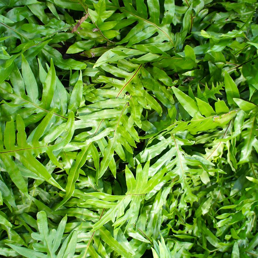 Microsorum diversifolium - Felce canguro (Fogliame)