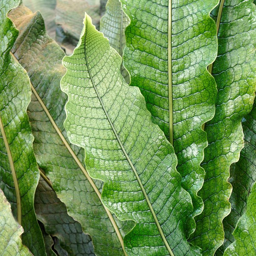 Microsorum musifolium Crocodyllus - Felce coccodrillo (Fogliame)