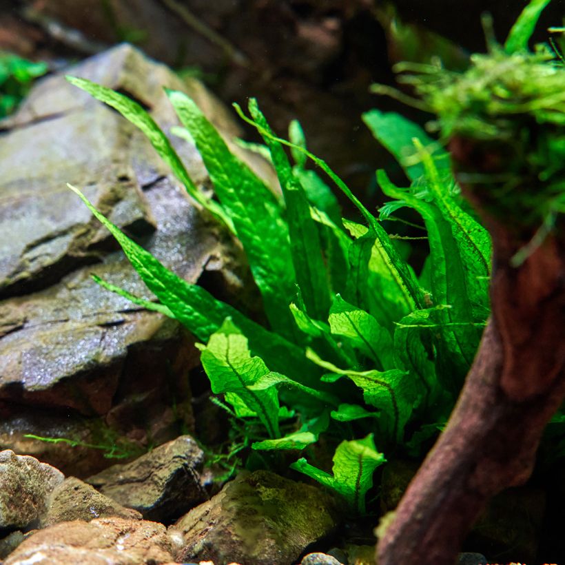 Microsorum pteropus - Felce di Giava (Plant habit)