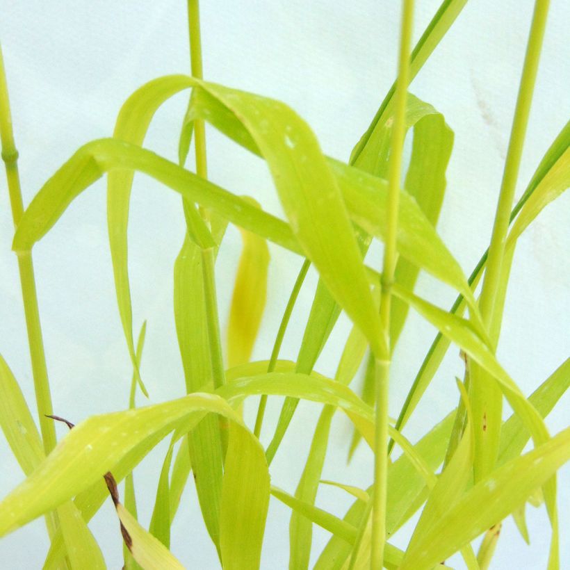 Milium effusum Aureum - Miglio selvatico (Foliage)