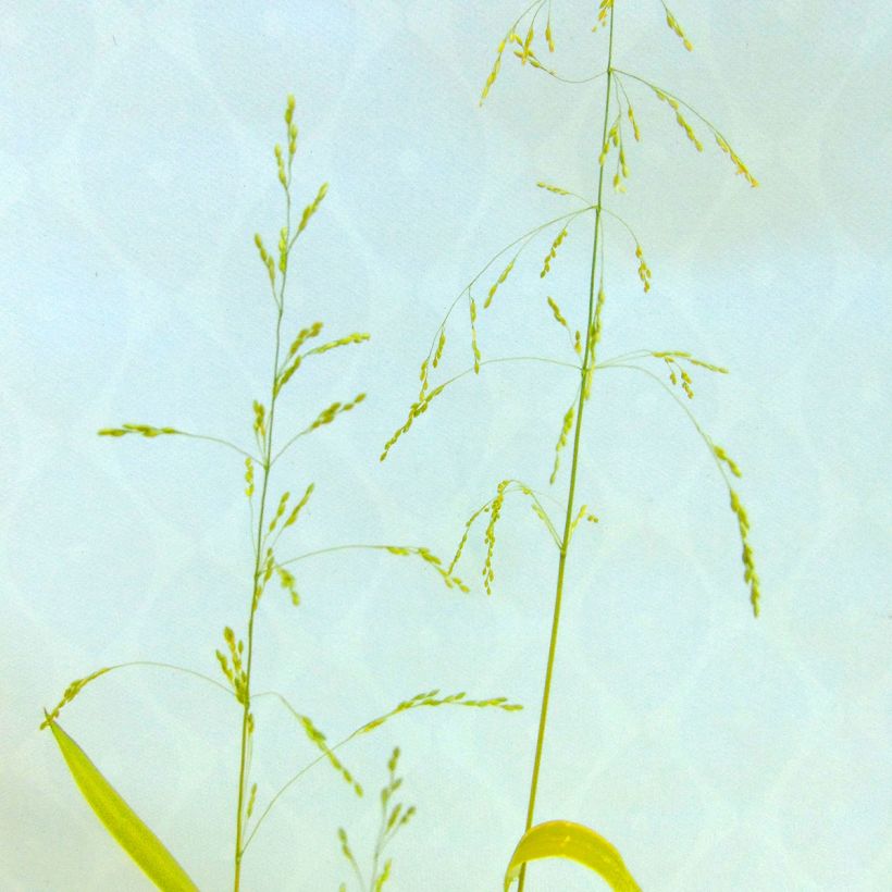 Milium effusum Aureum - Miglio selvatico (Flowering)