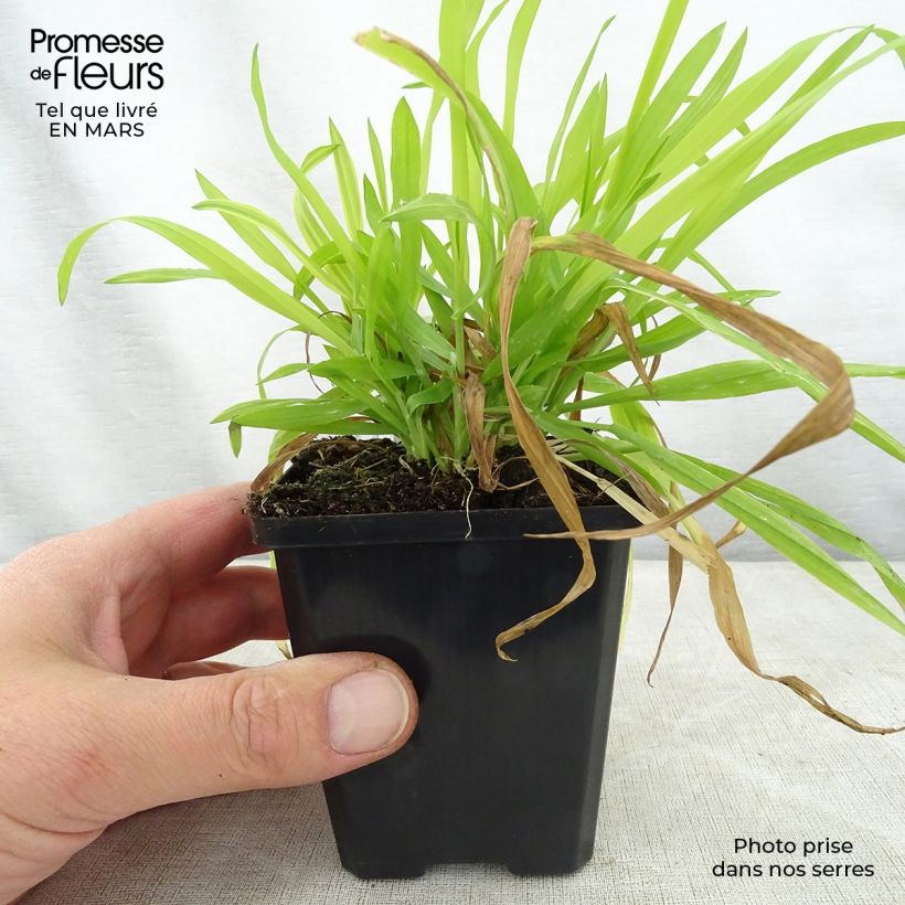 Example of Milium effusum Aureum - Miglio selvatico Vasetto da 8/9 cm as you get in printemps