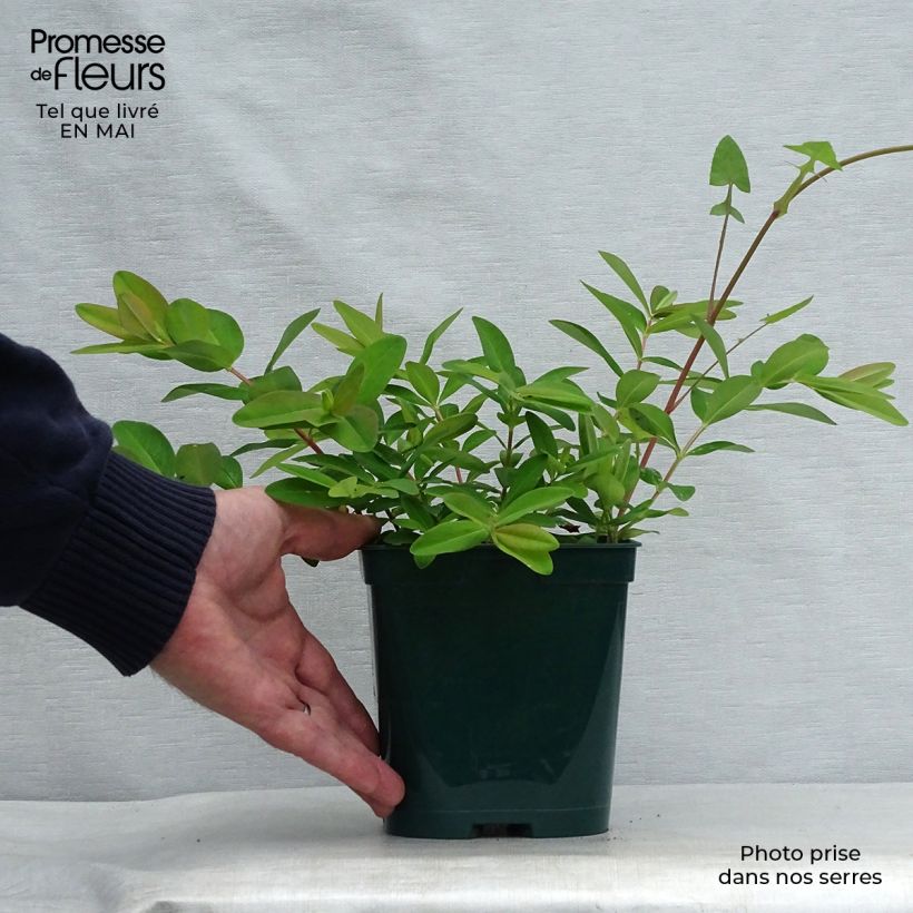 Example of Hypericum calycinum - Iperico Vaso da 2L/3L as you get in printemps