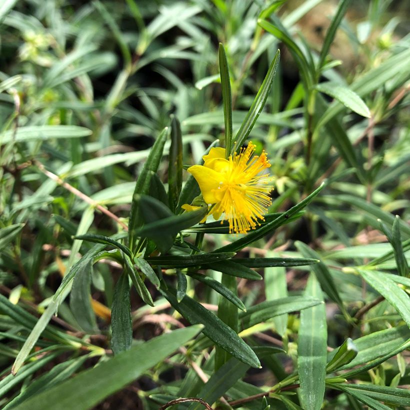 Hypericum densiflorum Buttercup - Iperico (Fogliame)