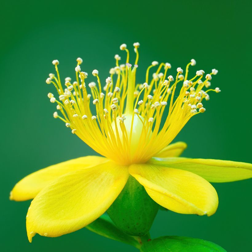 Hypericum inodorum Miracle Pistache - Iperico (Fioritura)