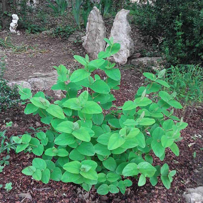 Hypericum inodorum Rheingold - Iperico (Plant habit)