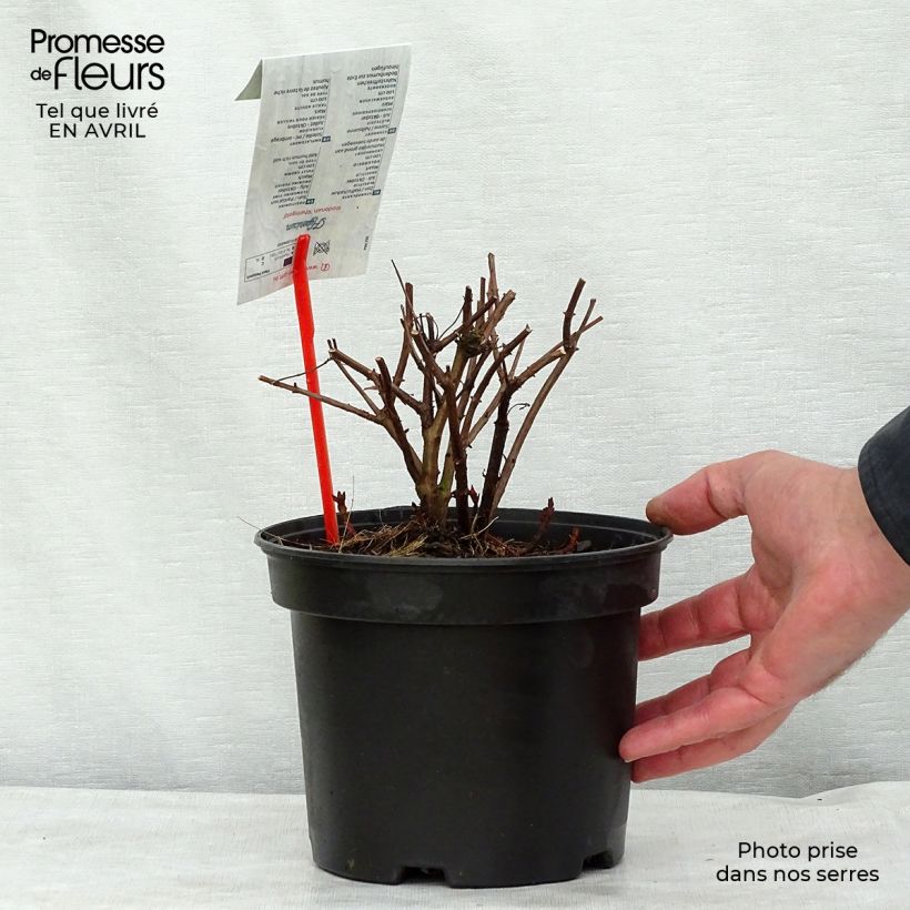 Example of Hypericum inodorum Rheingold - Iperico Vaso da 1L/1,5L as you get in printemps