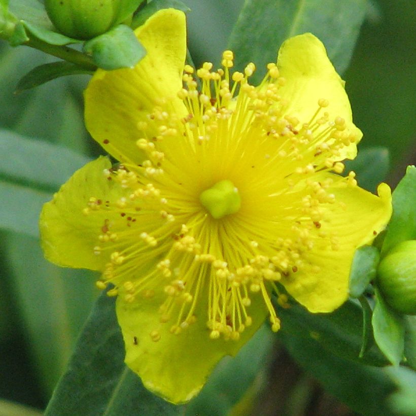 Hypericum kalmianum Cobalt-n-Gold - Iperico (Fioritura)