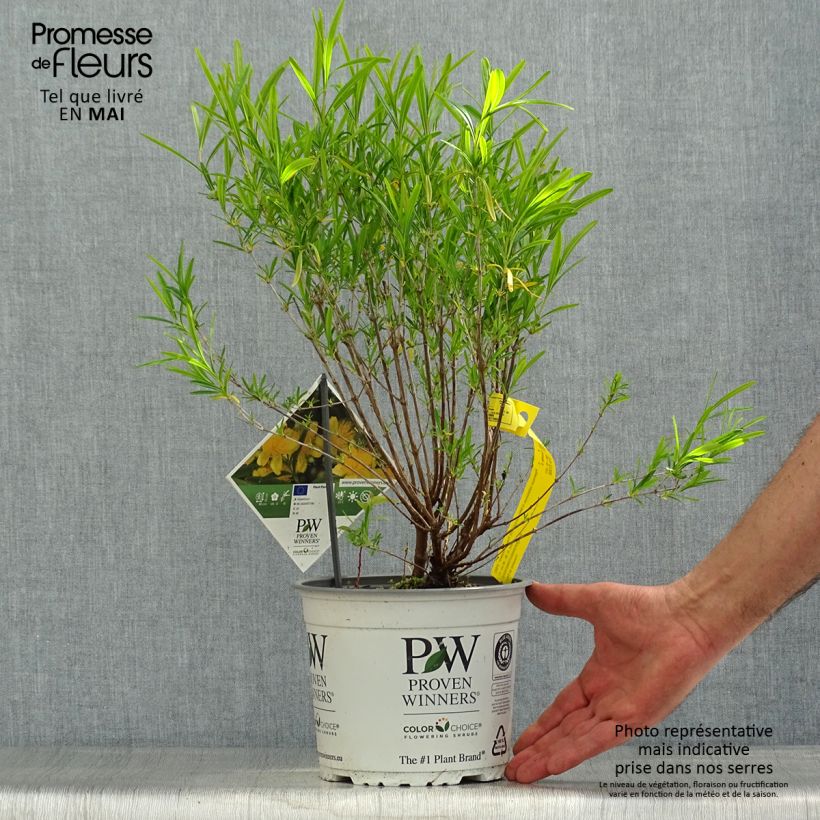 Hypericum kalmianum Sunny Boulevard - Iperico Vaso da 2L/3L esemplare consegnato in primavera