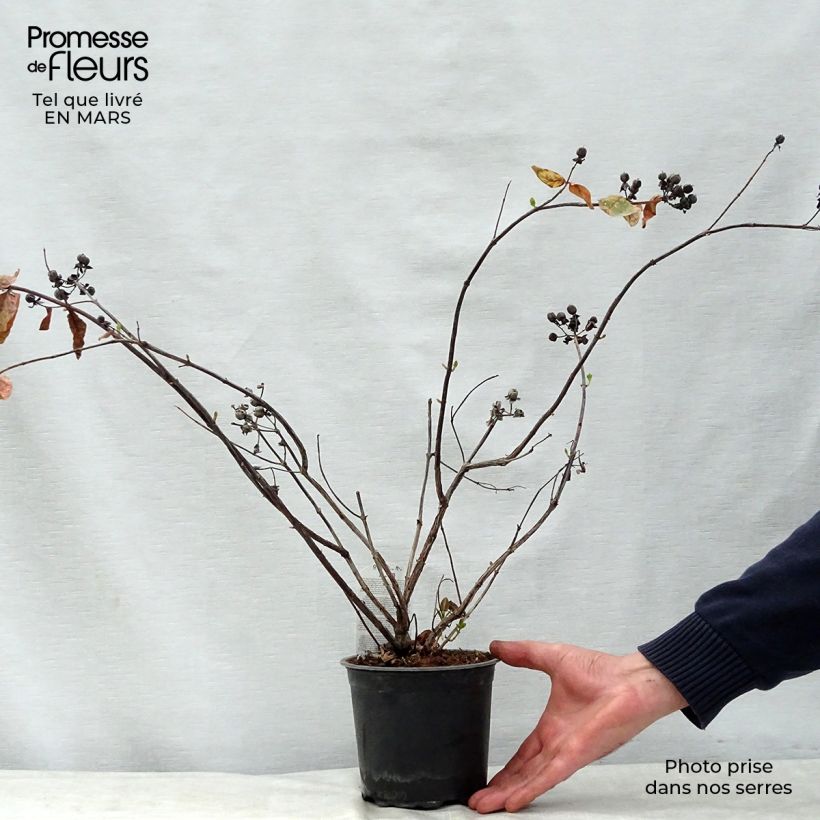 Hypericum inodorum Magical White - Iperico Vaso da 1,5L/2L esemplare consegnato in primavera