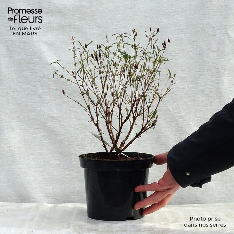 Example of Hypericum kalmianum Gemo - Iperico Vaso da 3L/4L as you get in printemps